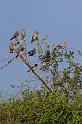 185 Okavango Delta, leispreeuwen